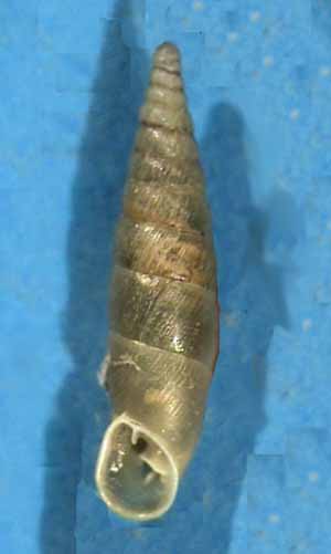 A proposito di Clausilia ligurica Pini, 1884